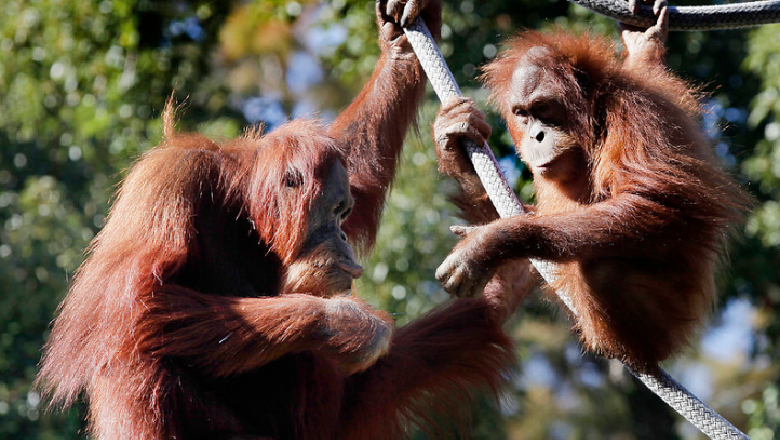 Chimpanzees
