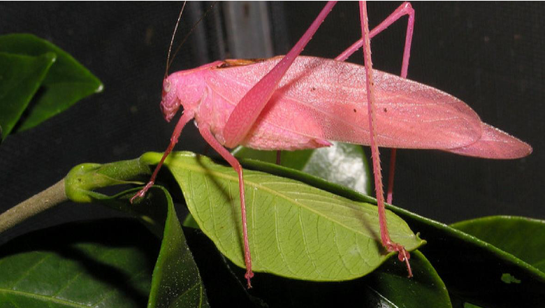 Pink insect